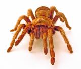 Click for more details.